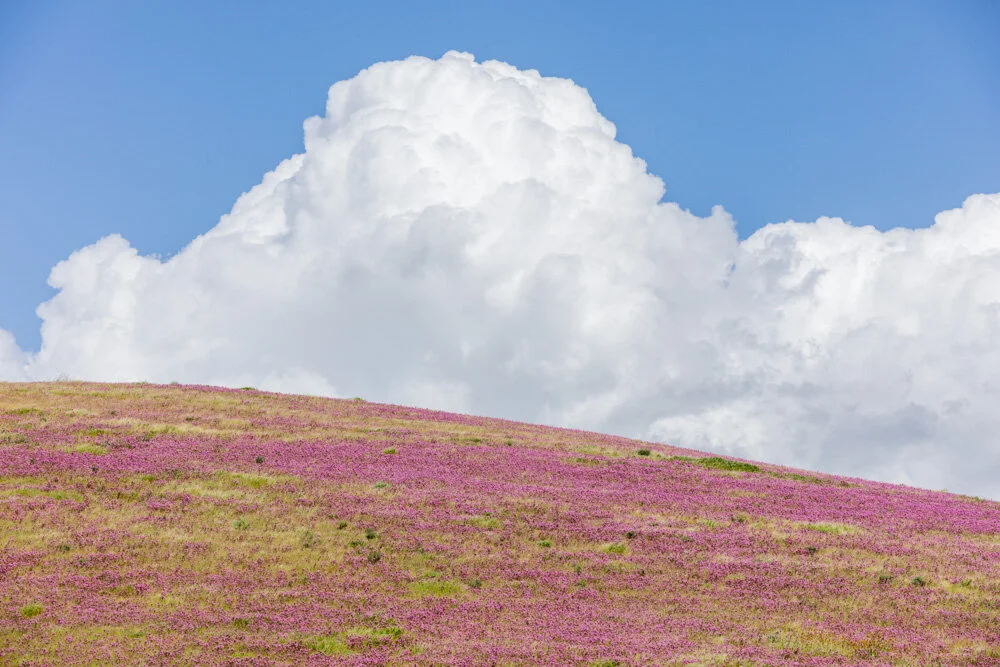 Wildflowered Hills. Carrizo Plain National Monument. 2019. Canon EOS 5DSr.