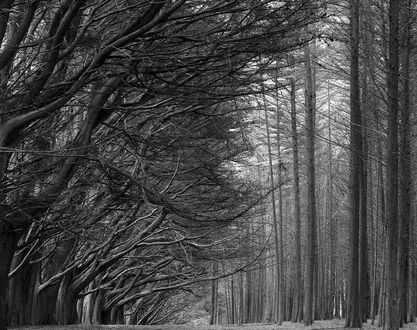 Trees. Fitzgerald Marine Reserve. 1994. Betterlight Camera.
