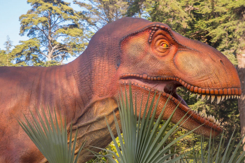 Tyransaurus Rex. California Academy of Sciences. San Francisco. 2019. Canon EOS 5DSr.