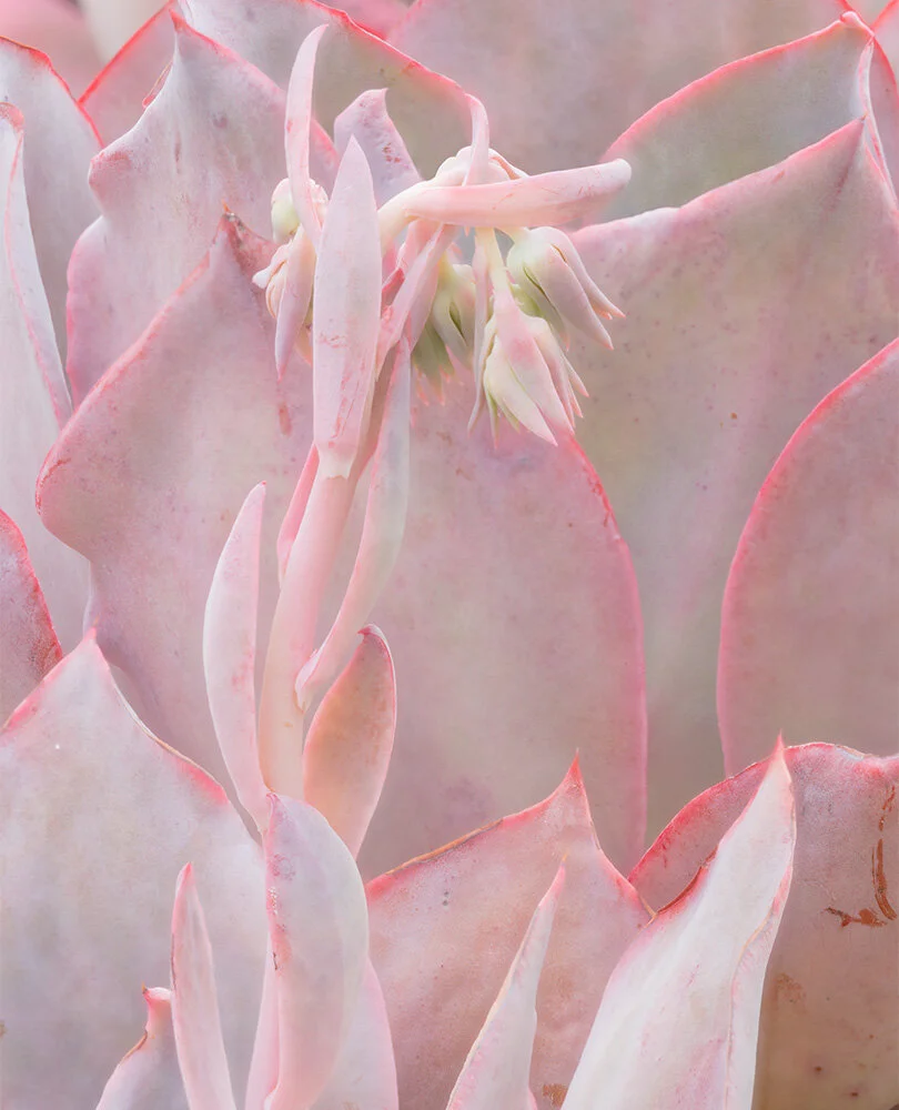 Shelldance Orchid Gardens. 2019. Canon EOS 5DSr.