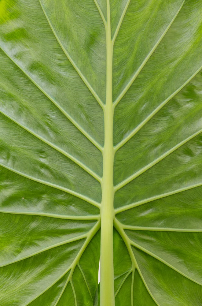 Shelldance Orchid Gardens. 2019. Canon EOS 5DSr.