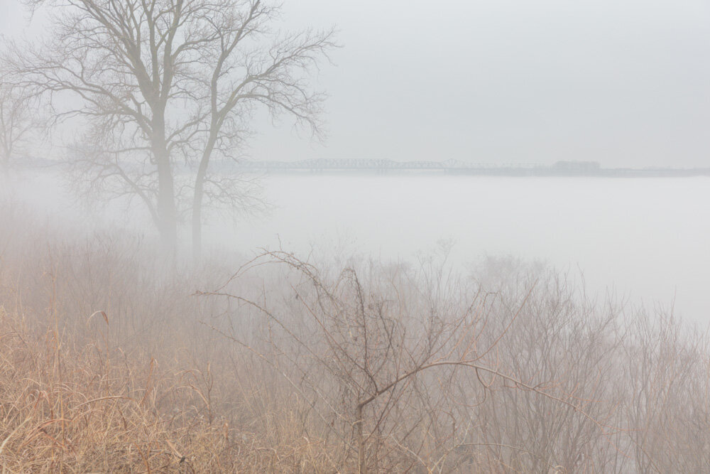 Tree, Brush and Fog. Mud Island. Mississippi River. Memphis, TN. 2020