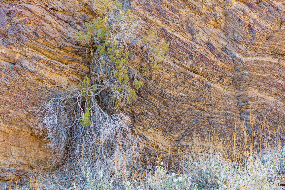 Layered Rock Wall and Brush. Titus Canyon. Death Valley. 2020.