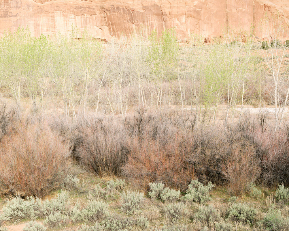 Cliffs &amp; Tree, Courthouse Wash. Arches National Park. 1995.