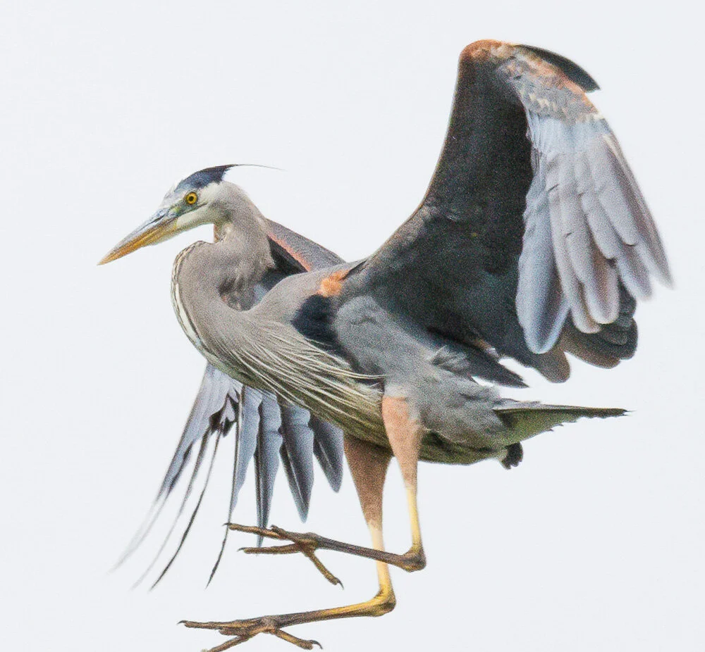 Great Blue Heron. Stow Lake Golden Gate Park. San Francisco, 2020. Canon 5DSr.