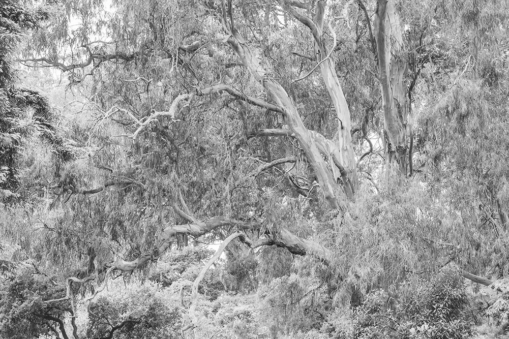 Eucalyptus expanse near the Oak Woodlands. Golden Gate Park. San Francisco.. 2020. Canon 5DSr..
