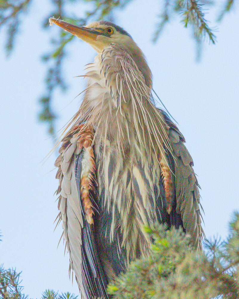 Great Blue Heron. Golden Gate Park. San Francisco.. 2020. Canon 5DSr..