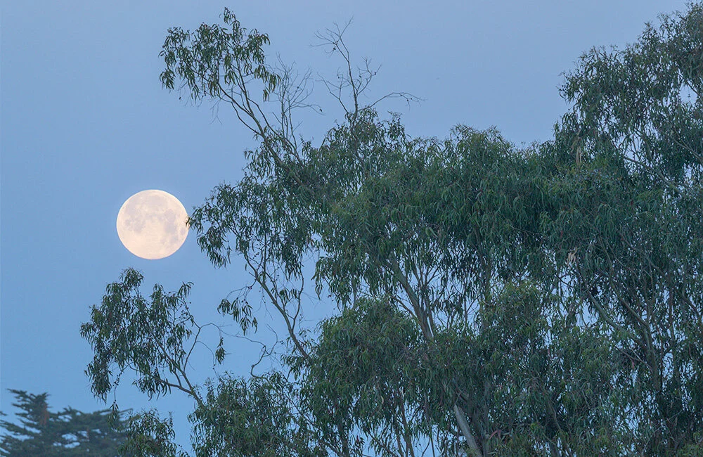 20200507_moon-tree_0020-21.jpg