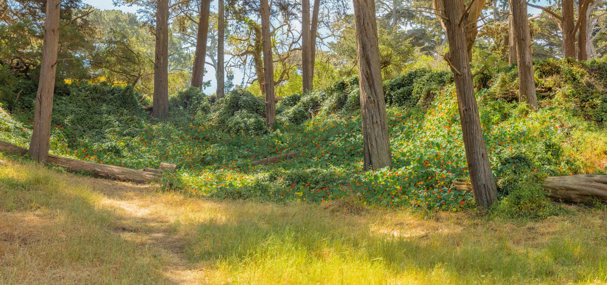 Hillside near the Polo Fields. Golden Gate Park. San Francisco. 2020.