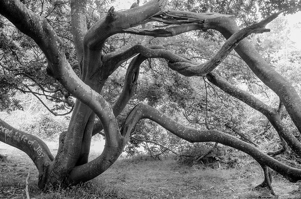 Tree. Golden Gate Park. San Francisco.