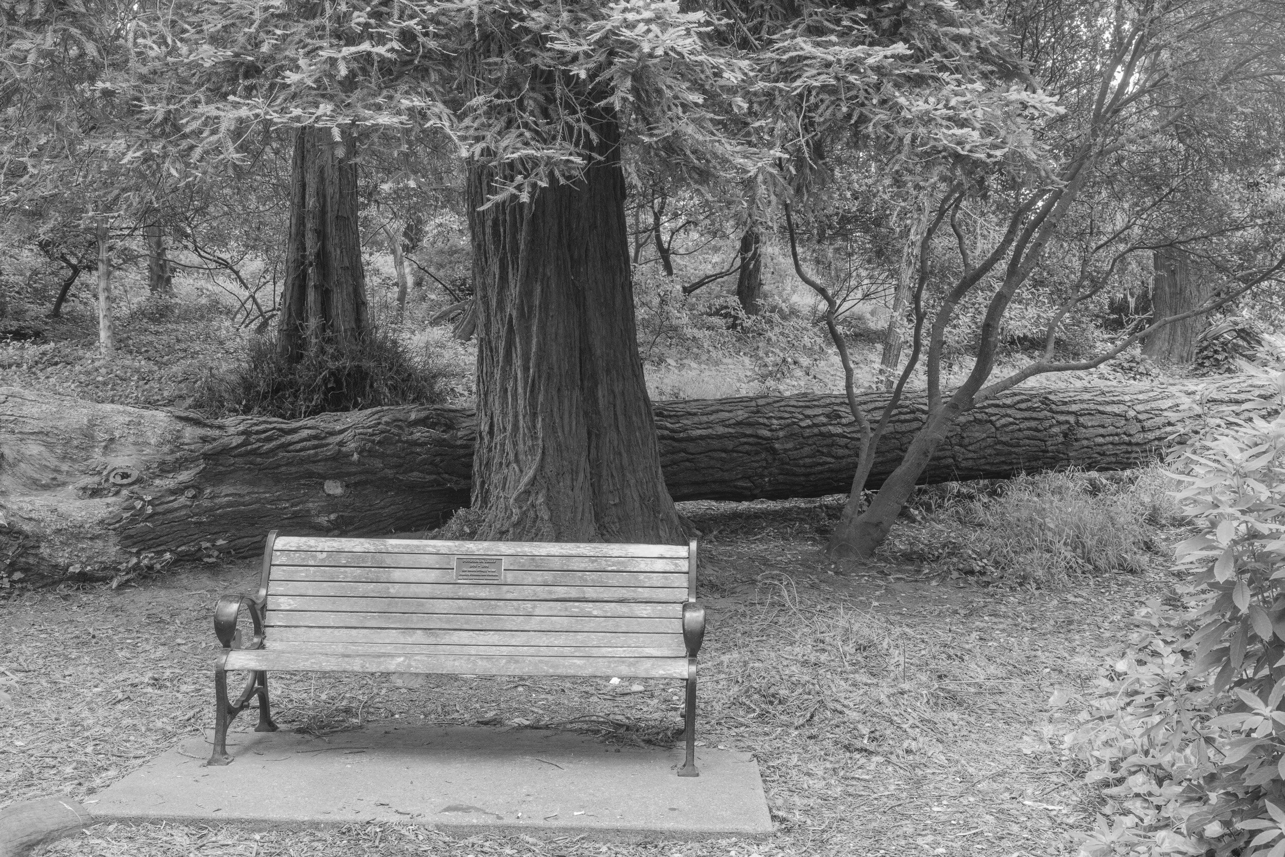 Golden Gate Park