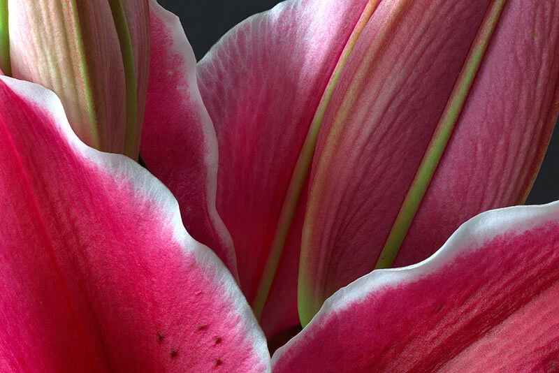 Virtual Lecture: "Life Form: Vision and Technique of Looking Close"