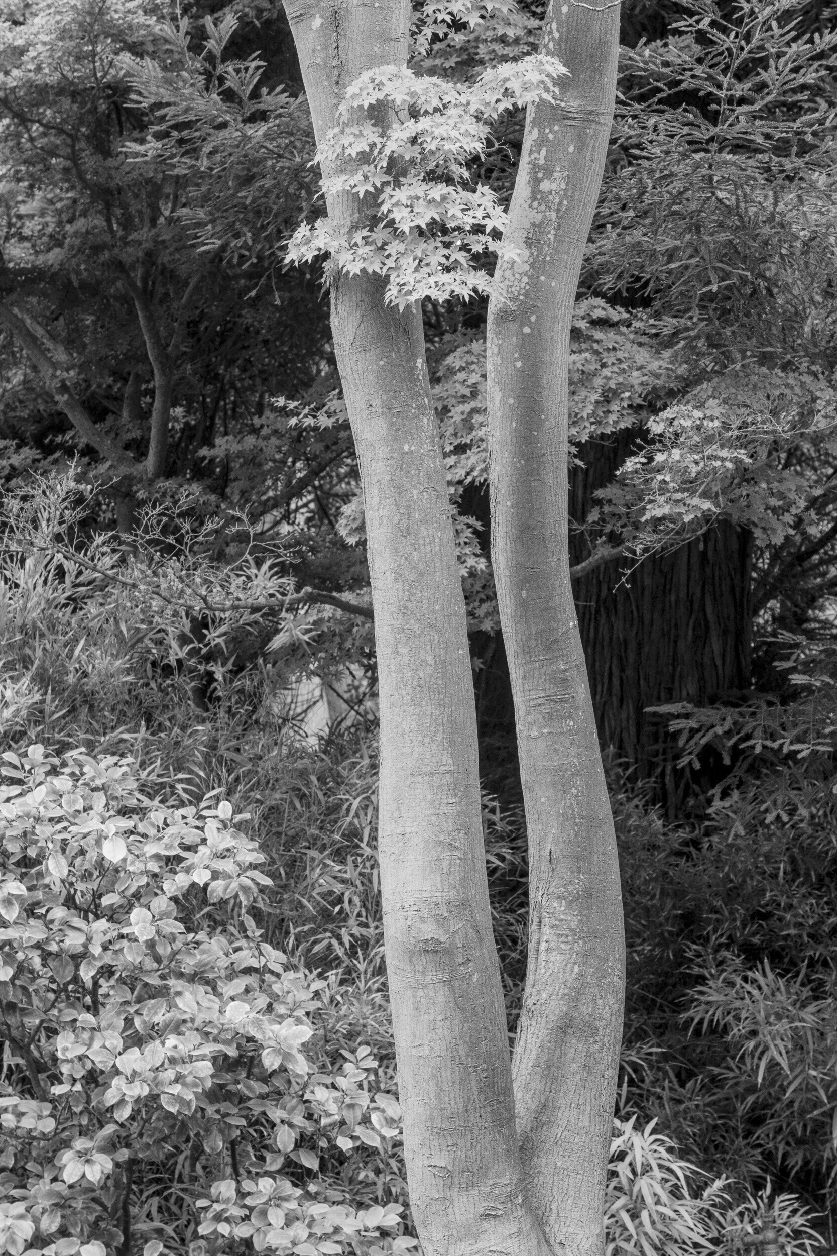 Tree. Japanese Tea Garden. Golden Gate Park.