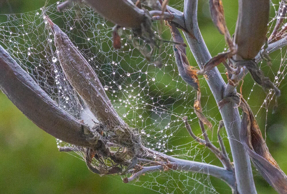 Dew Dappled Spiderweb. Pacifica, CA. 2020.