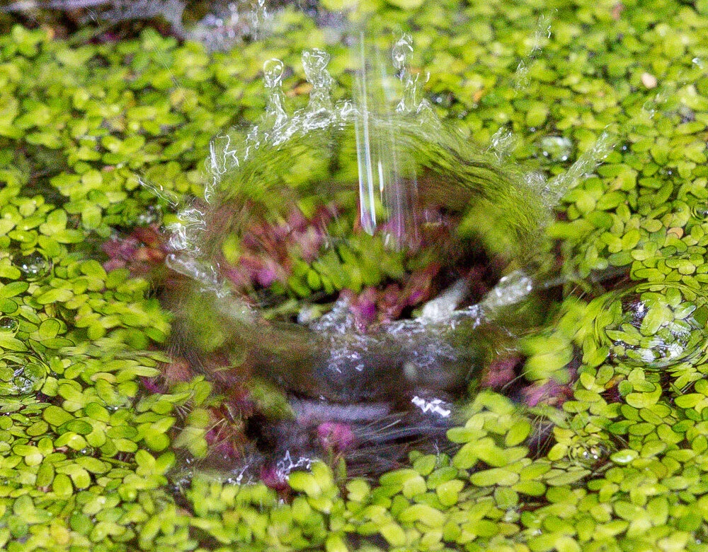 Fountain Waterdrop. Shelldance Orchid Gardens. 2020. Canon 5DSr.