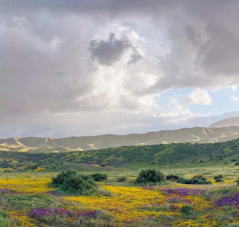 From Raw to Photoshop: An Image Editing Virtual Workshop 