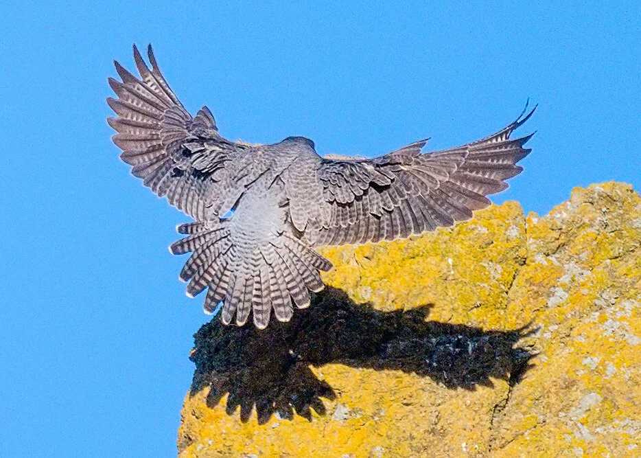 Peregrine Falcon. Pacifica, CA. 2021. Canon R5.