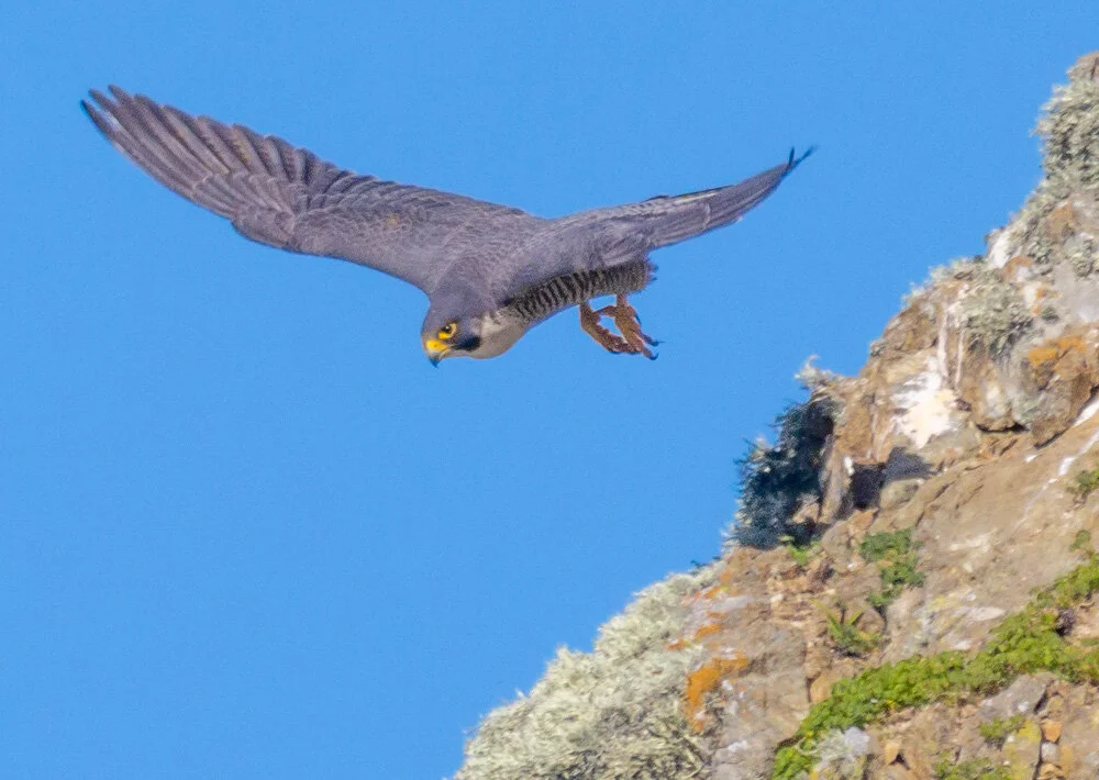 Peregrine Falcon. 2021. Canon R5.