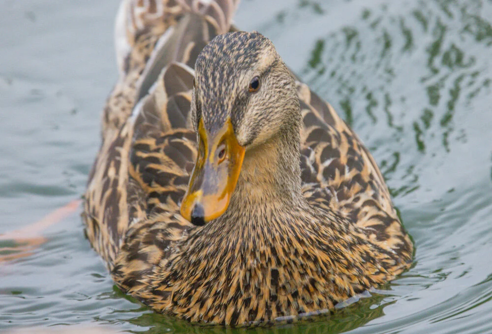 Female Mallard. Golden Gate Park. 2021. Canon R5.