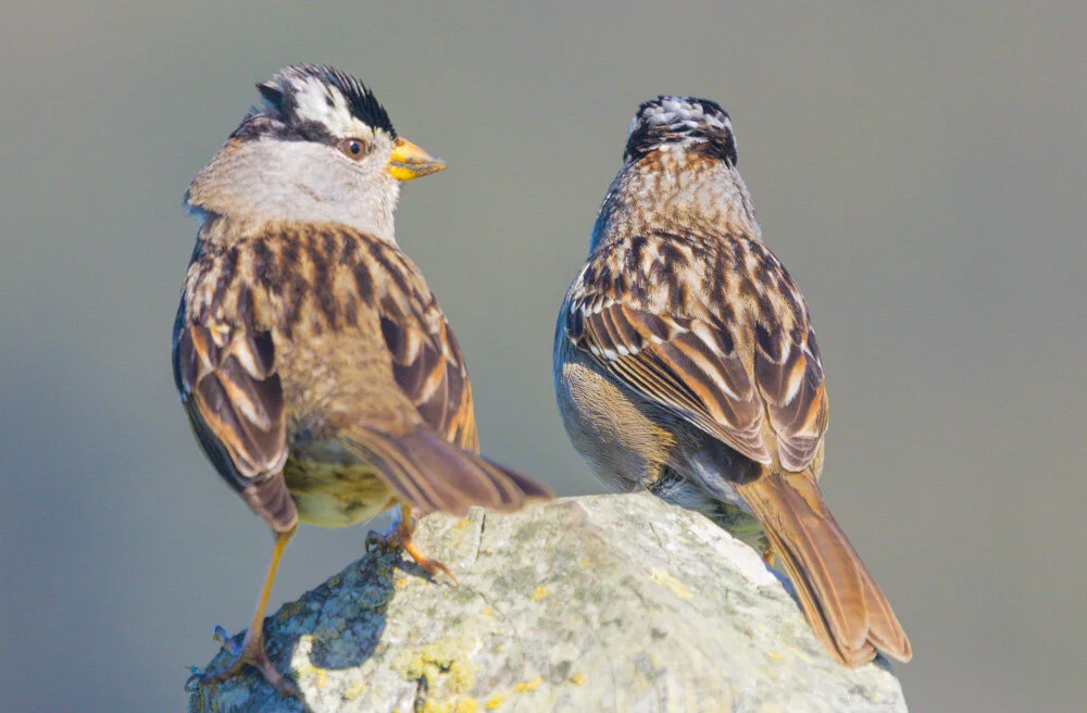 White-crowned Sparrows. California Coastal Trail. 2021.