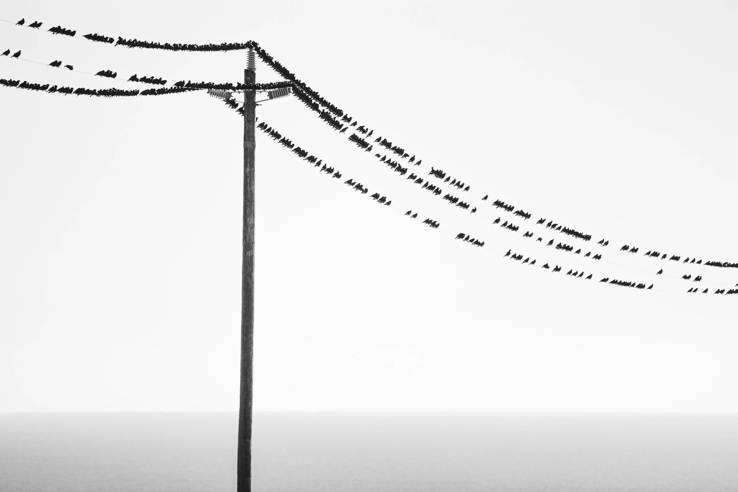 Birds on Wires. California Coastal Trail. 2021. Canon R5. RF600mm F11 IS STM lensA large flock of birds (some were red-winged blackbirds) swarm danced off the fields along the San Mateo coast. Almost as suddenly as they leaped off the field into the…