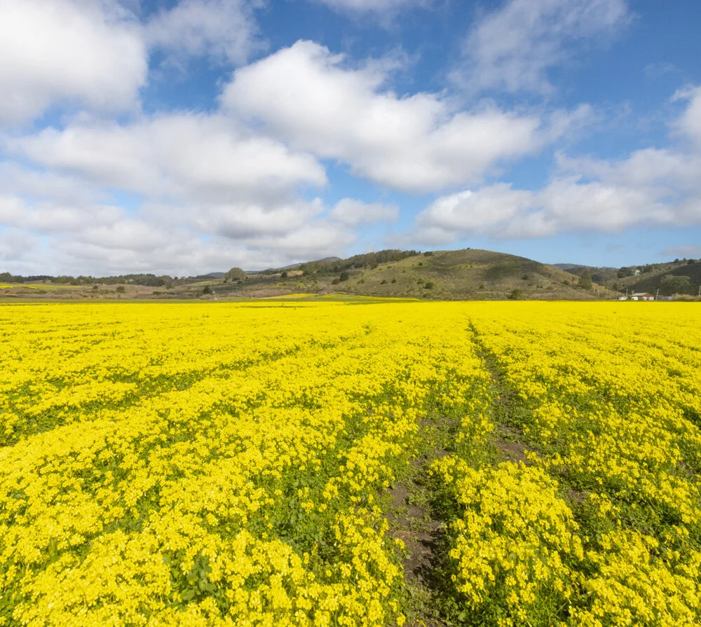 Oxalis Burst of Spring-like Color under February Cumulus Sky. San Mateo Coast, California. 2021. Canon EOS R5, RF24-105mm F4 L IS USM lens..&nbsp;