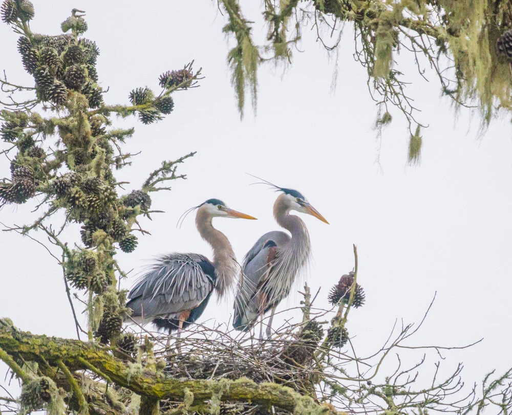 Great Blue Herons on Nest. Stow Lake, Golden Gate Park. San Francisco, 2021. Canon R5.