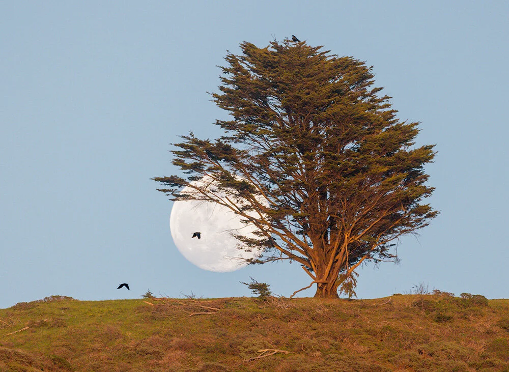 February Full Moon and Cypress. 2021. Canon R5.
