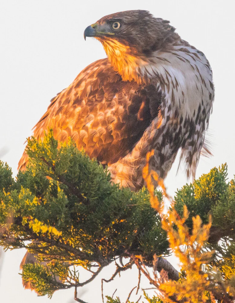 Redtail Hawk. Mussel Rock. 2021 Canon R5..