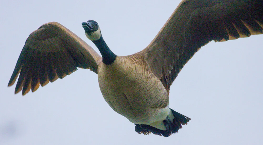 Canada Goose in flight. Golden Gate Park. 2021. Canon R5.