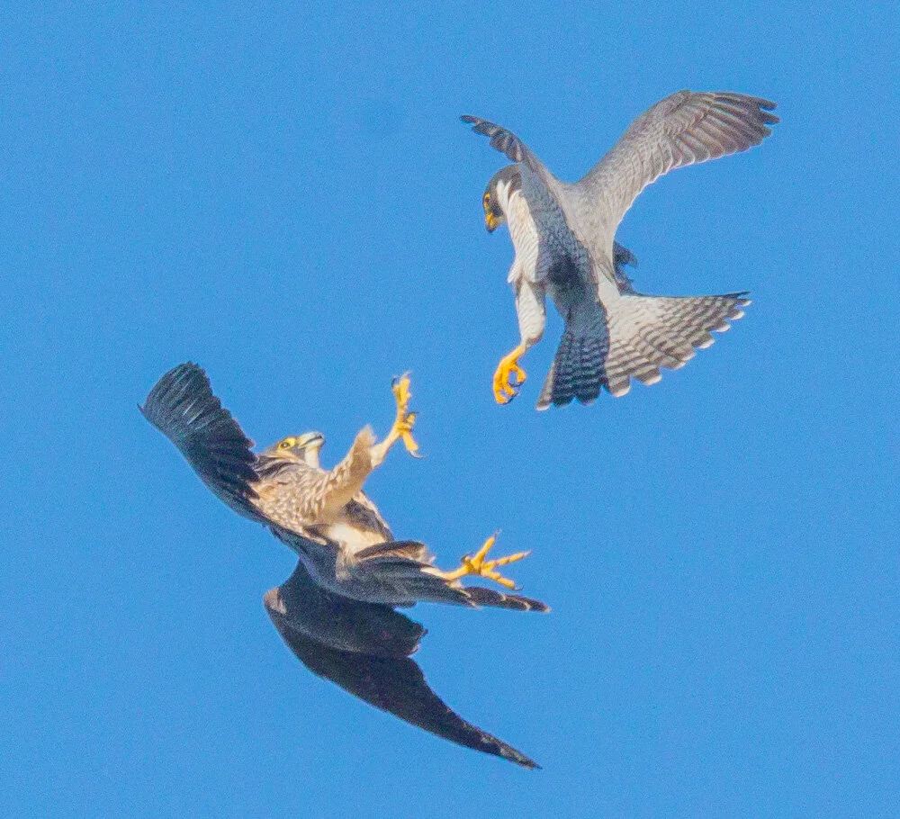 Peregrine Falcon Couple. 2021. Canon R5.