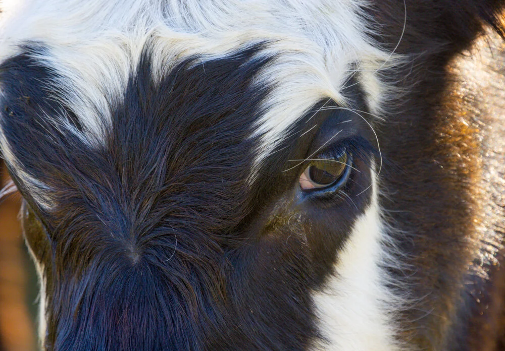 Curious Calf. California Coastal Trail. Half Moon Bay. 2021. Canon R5.