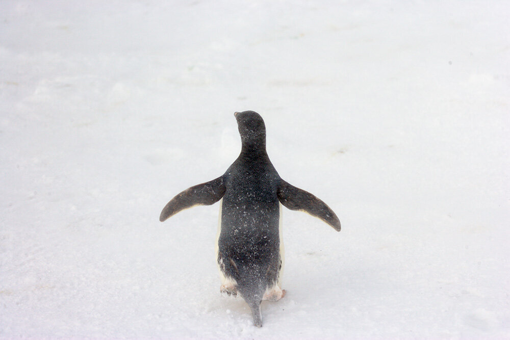 Penguin. Antarctica. 2005.