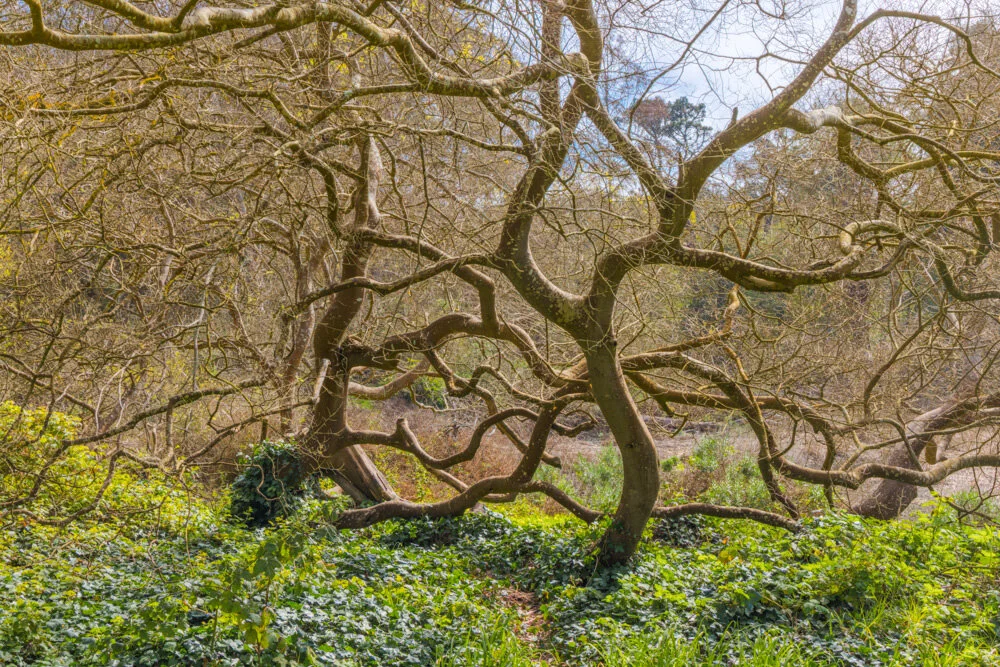 Wild Tree. Golden Gate Park. 2021. Canon R5.