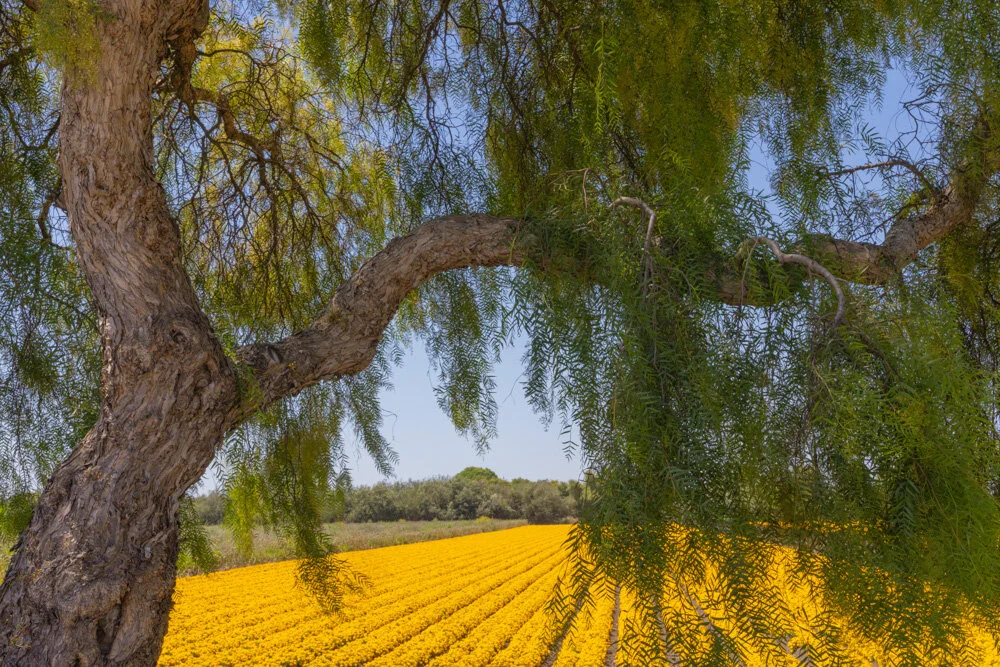 Flowered Field and Willow near San Luis Obispo. 2021.
