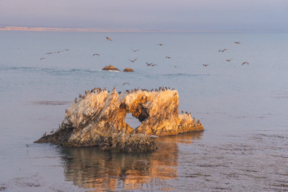 Rock off Shell Beach. 2021. Canon R5.