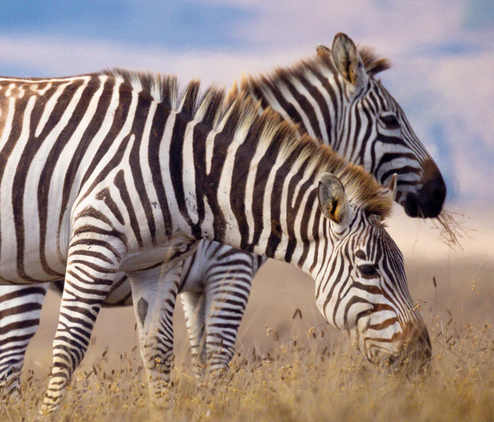 Zebras. San Simeon, CA. 2021.