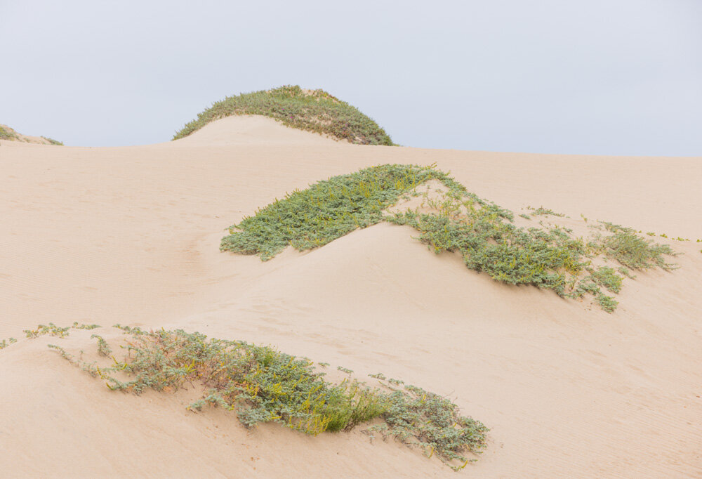 Dunes near Guadalupe, CA. 2021.