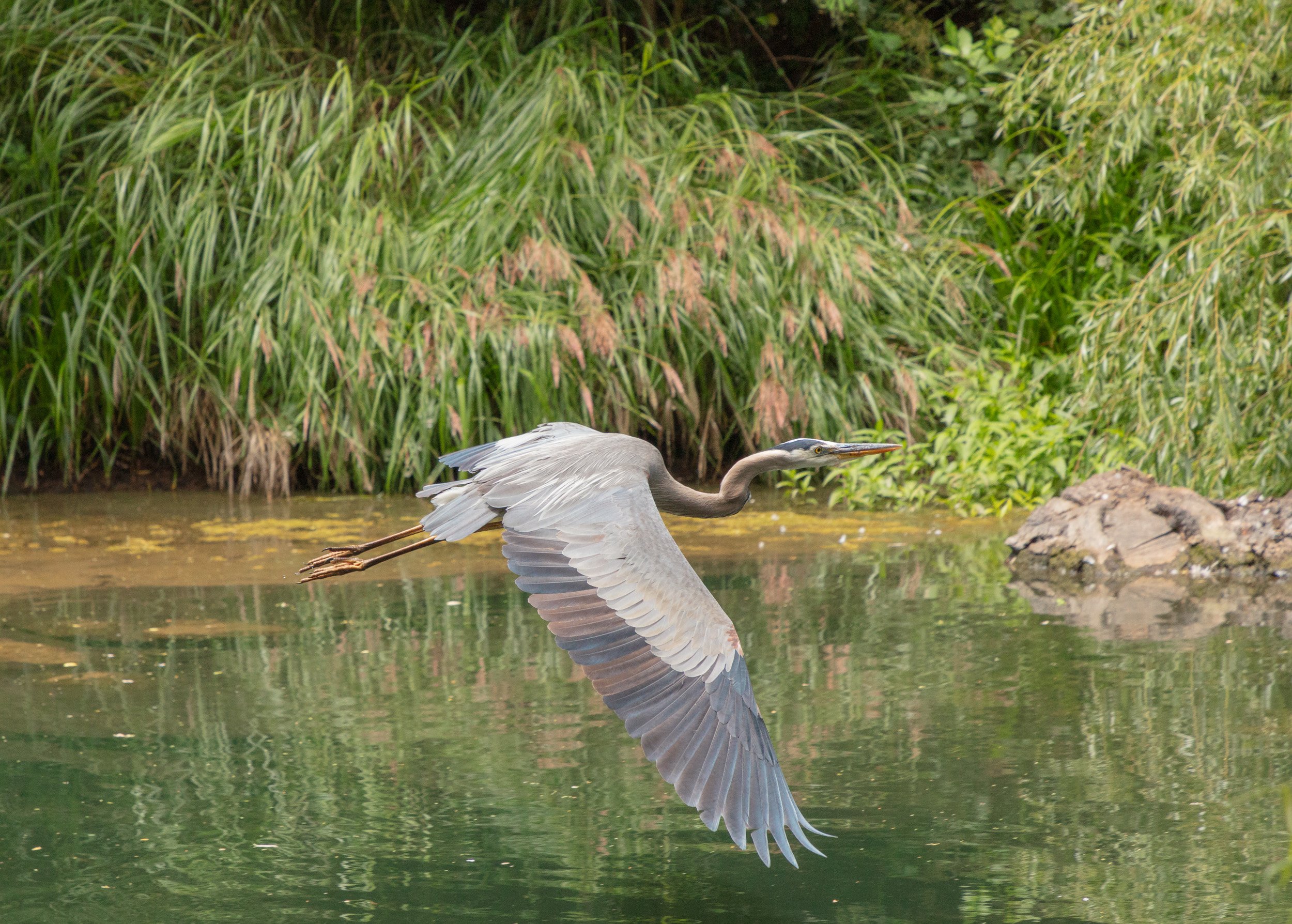 Great Blue Heron at Lily Pond in Golden Gate Park