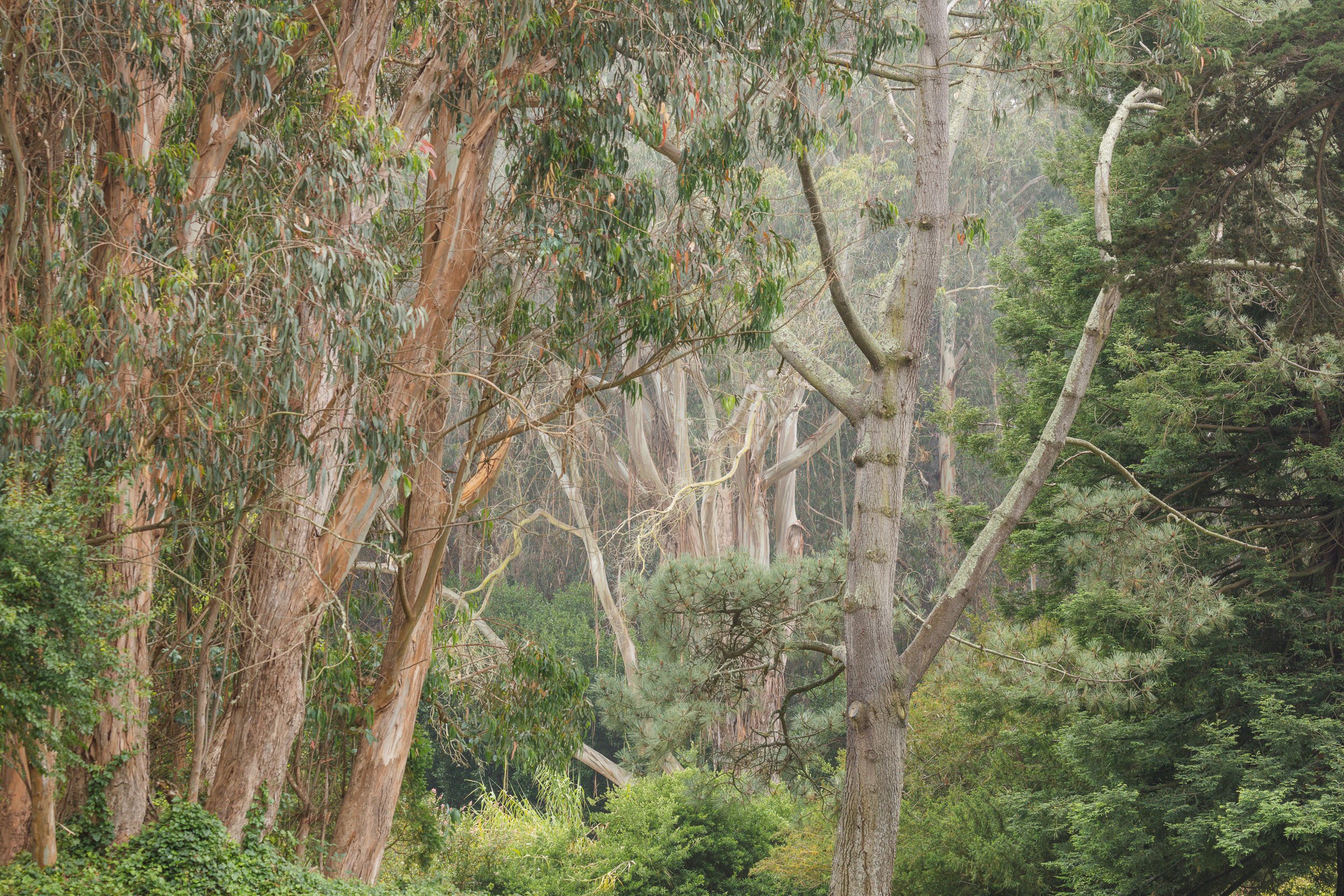 Forest. Golden Gate Park.