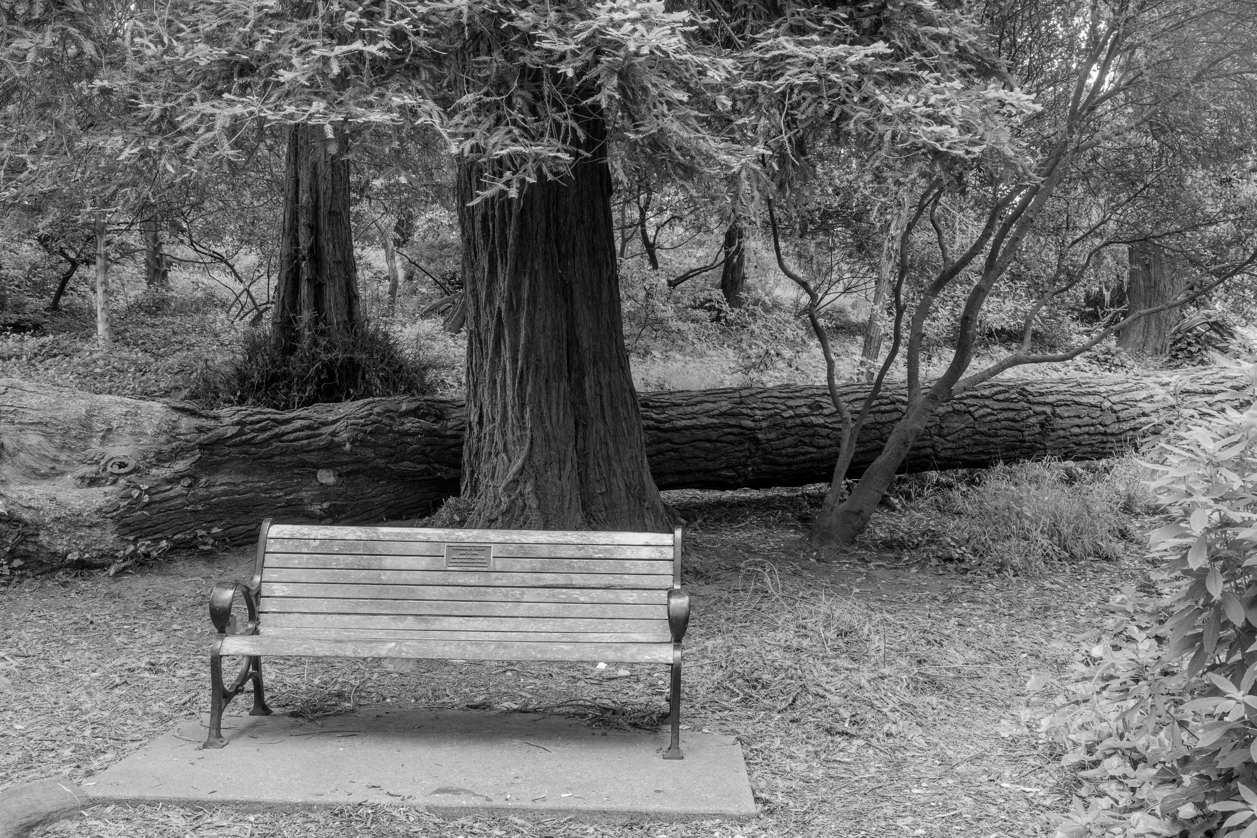 Golden Gate Park