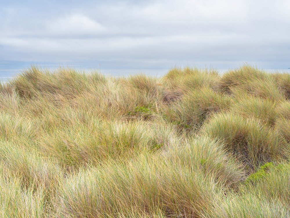 Dune Grass and Sky. Pt. Reyes National Seashore. 2022.