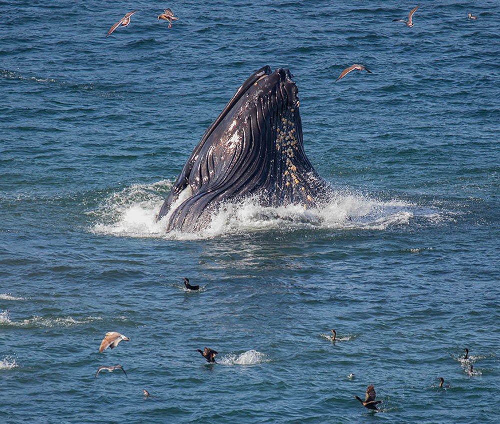 20150916_whales-pacifica_0647.jpg