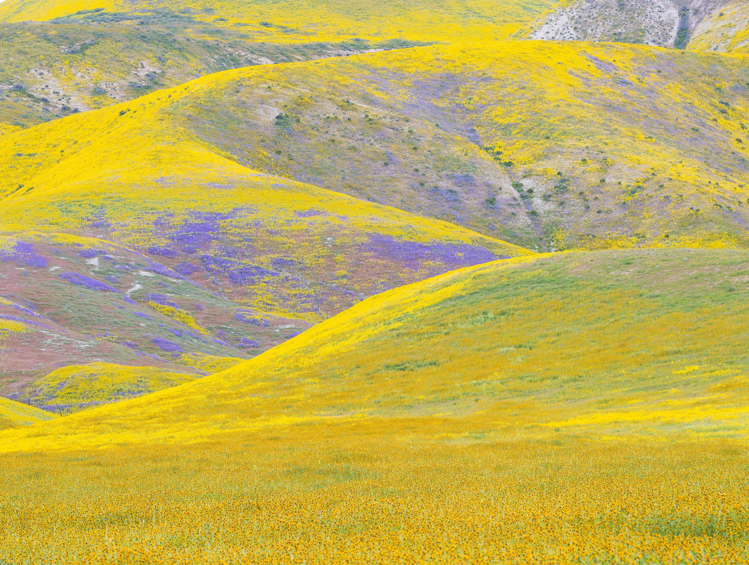 Wildflowers. Carrizo Plain, California