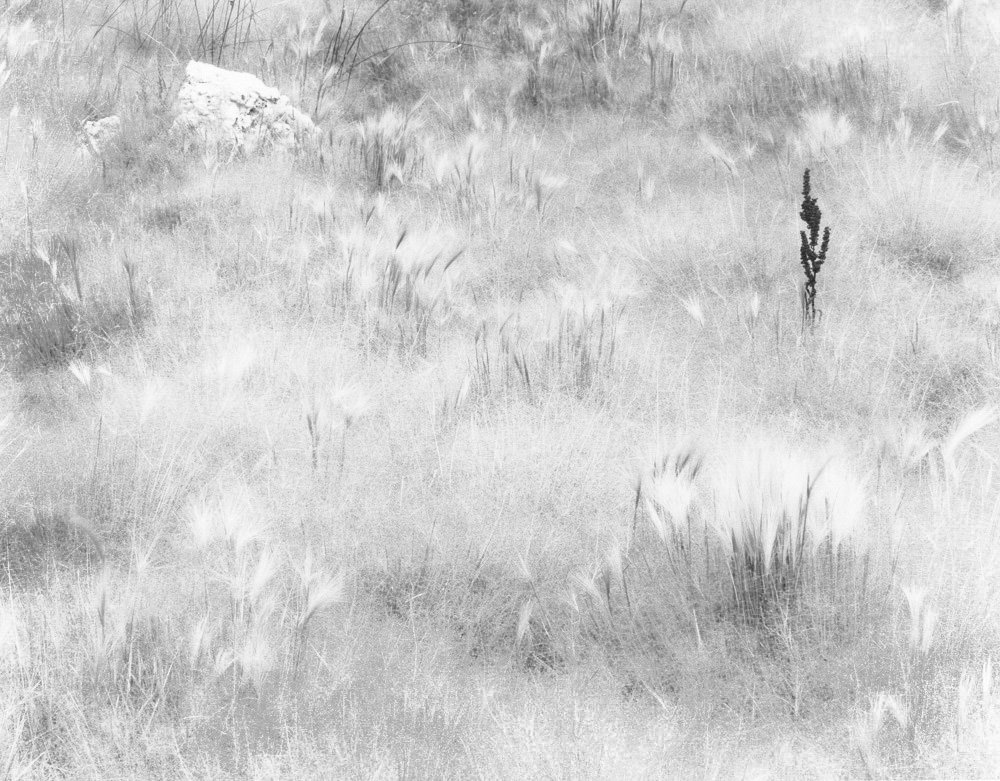 mono-grass_1_1.JPG