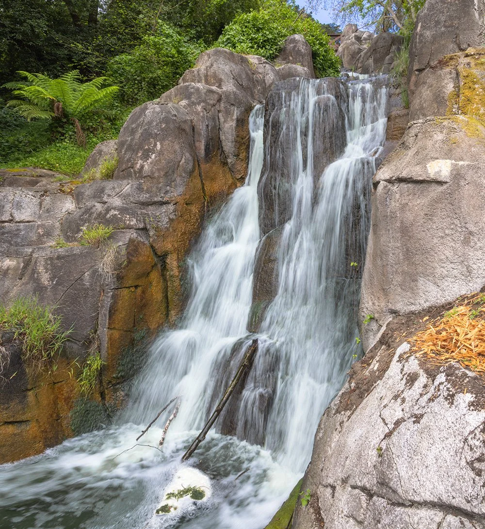 Lecture: Urban Eden: San Francisco’s Golden Gate Park at Photographer’s  Rendezvous