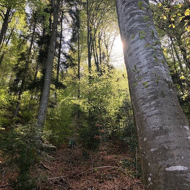 there is always a light #backtoback #light #aftersilence #walkinthewoods #walkinnature #enjoythemoment #familytime #greattime #switzerland🇨🇭 #sunnyday #holiday #becausewelove