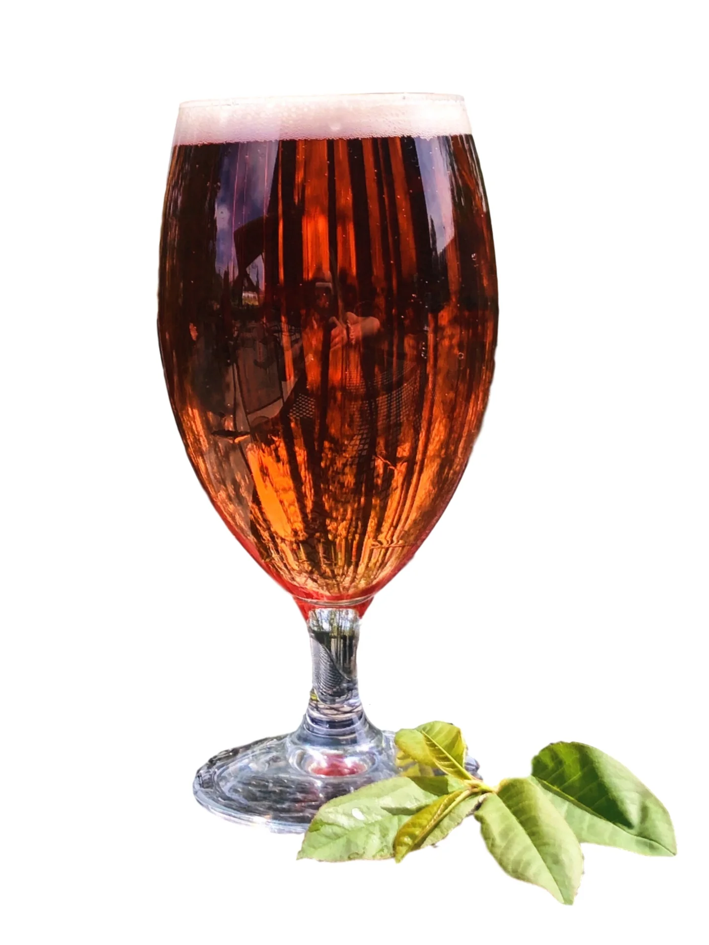Hibiscus+Hard+Mate+transparent+.jpg