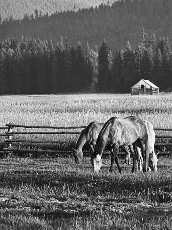 08-HorsesFieldCabin6076.1EB.jpg