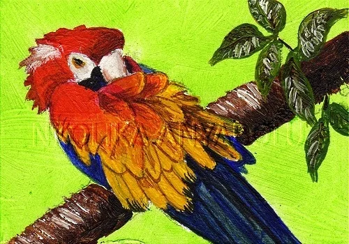 Parrot